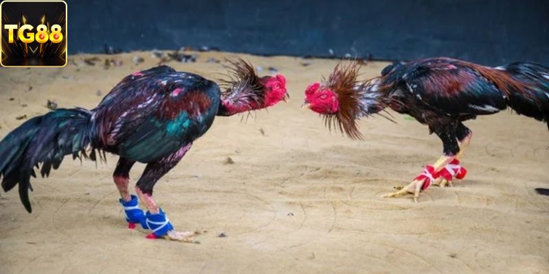 Ưu điểm khi chơi đá gà thomo tại TG88